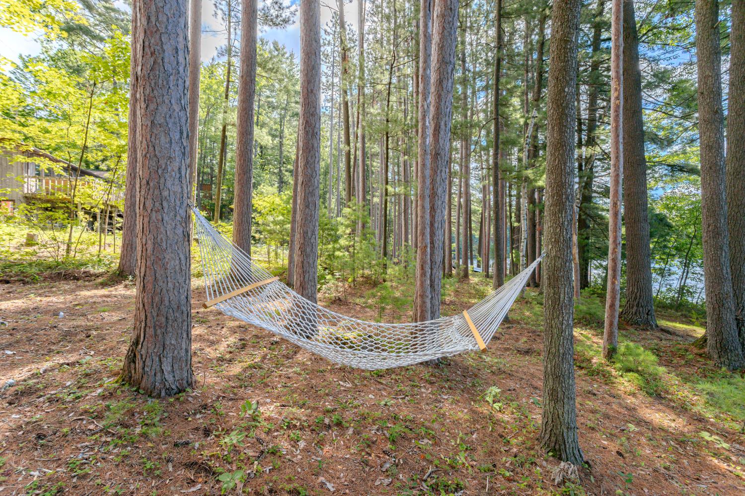 Hammock strung between two pines